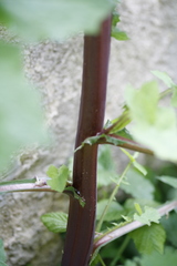 Sonchus
