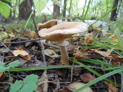 Agaricales