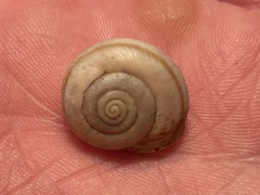 Helminthoglypta mohaveana