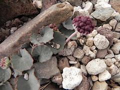 Pozoa coriacea