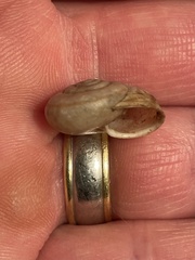 Helminthoglypta mohaveana