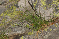 Oreojuncus trifidus