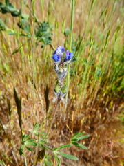Lupinus polycarpus