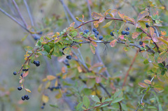 Berberis sphaerocarpa