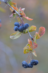Berberis sphaerocarpa