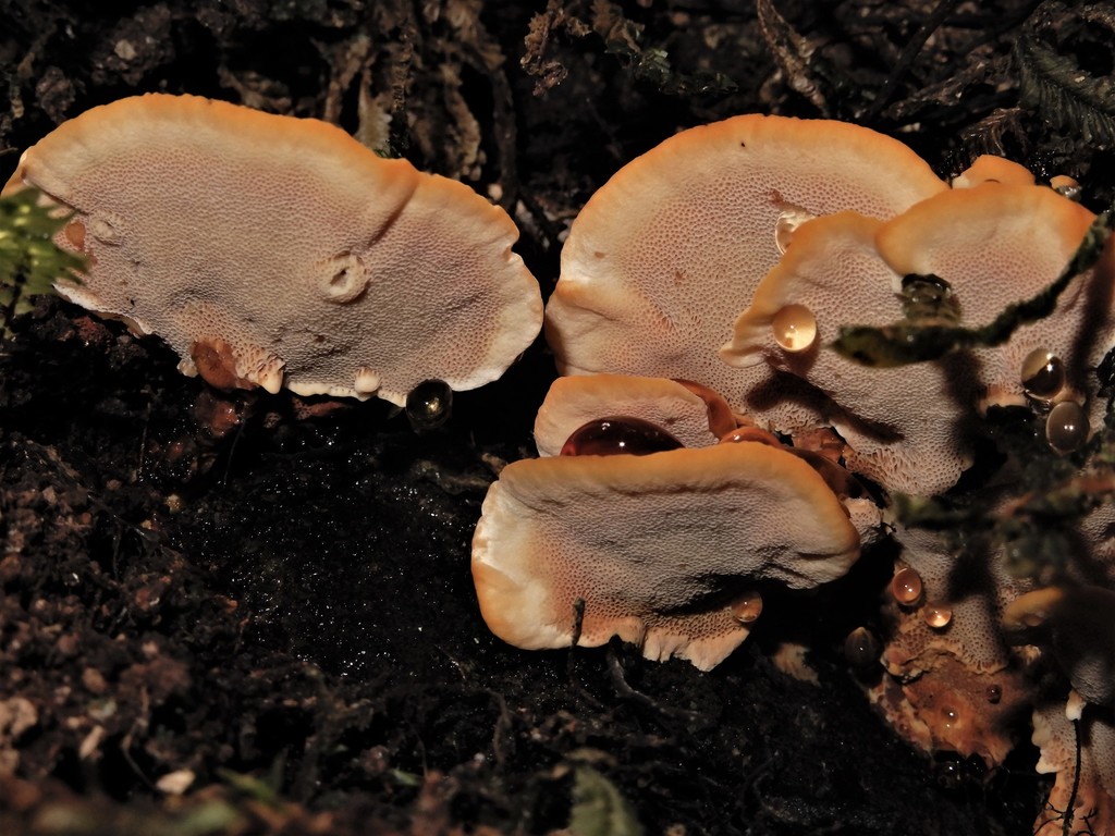 Rigidoporus laetus