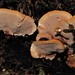 Rigidoporus laetus - Photo (c) Grey Smith, some rights reserved (CC BY), uploaded by Grey Smith
