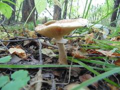 Agaricales