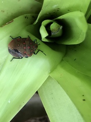 Pachycoris torridus