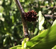 Asphondylia ceanothi