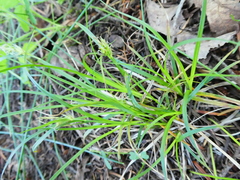 Carex rossii