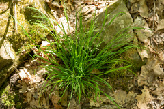 Carex deweyana