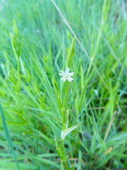 Stellaria borealis