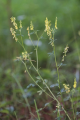 Melilotus officinalis