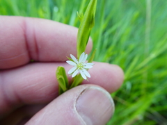 Stellaria borealis