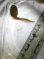 Lithobates berlandieri