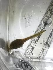 Lithobates berlandieri