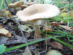 Agaricales