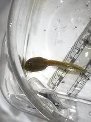 Lithobates berlandieri