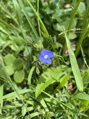 Veronica americana
