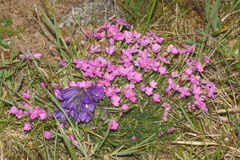 Dianthus microlepis