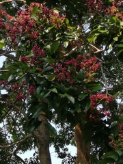 Lonchocarpus hondurensis
