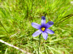 Sisyrinchium idahoense