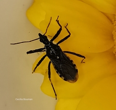 Sphedanolestes lividigaster