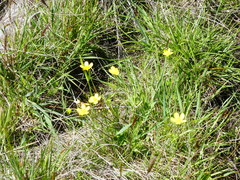 Ranunculus orthorhynchus