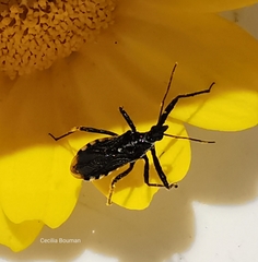 Sphedanolestes lividigaster