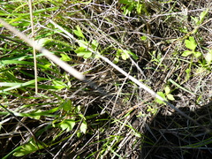 Ranunculus orthorhynchus