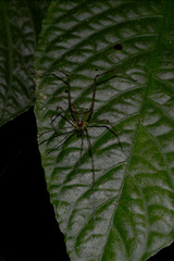 Iguapeia melanocephala