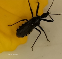 Sphedanolestes lividigaster