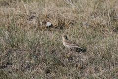 Calcarius ornatus