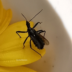 Sphedanolestes lividigaster