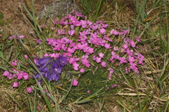 Dianthus microlepis