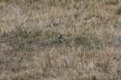 Calcarius ornatus