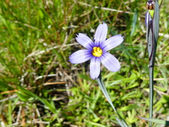 Sisyrinchium idahoense