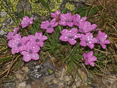 Dianthus microlepis