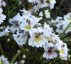 Euphrasia meiantha