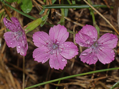Dianthus microlepis