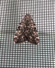 Catocala lineella
