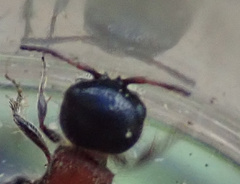 Blakeius bipunctatus