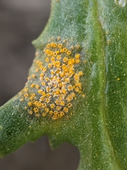 Puccinia lagenophorae