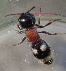 Blakeius bipunctatus