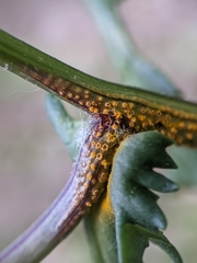 Puccinia lagenophorae