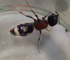 Blakeius bipunctatus