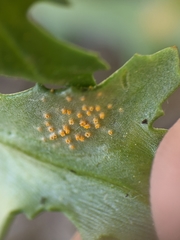 Puccinia lagenophorae