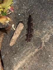 Strongylosoma