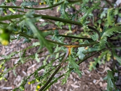 Puccinia lagenophorae